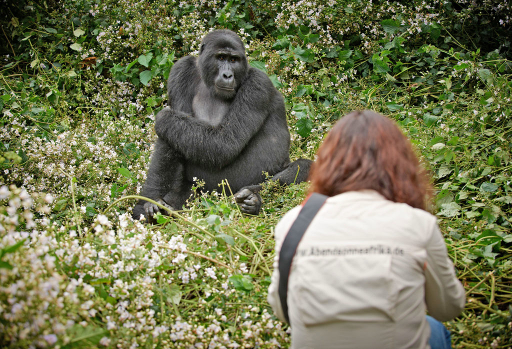 Gorillatracking: Den sanften Riesen ganz nah