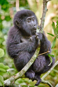 Gorillatracking: Den sanften Riesen ganz nah